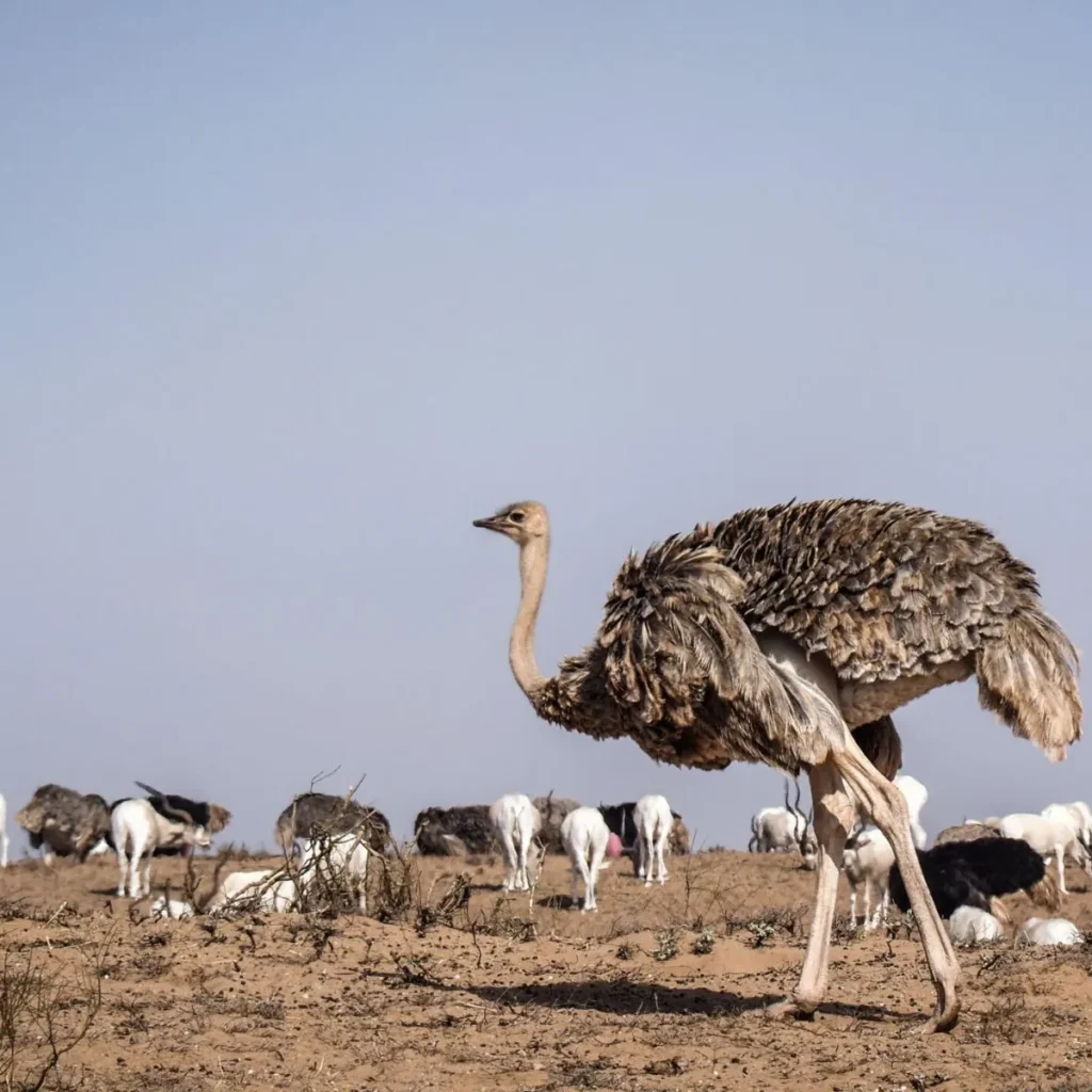 Souss Massa National Park Tour