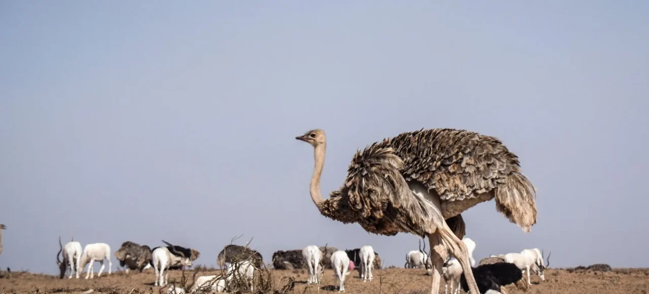 Souss Massa National Park Tour