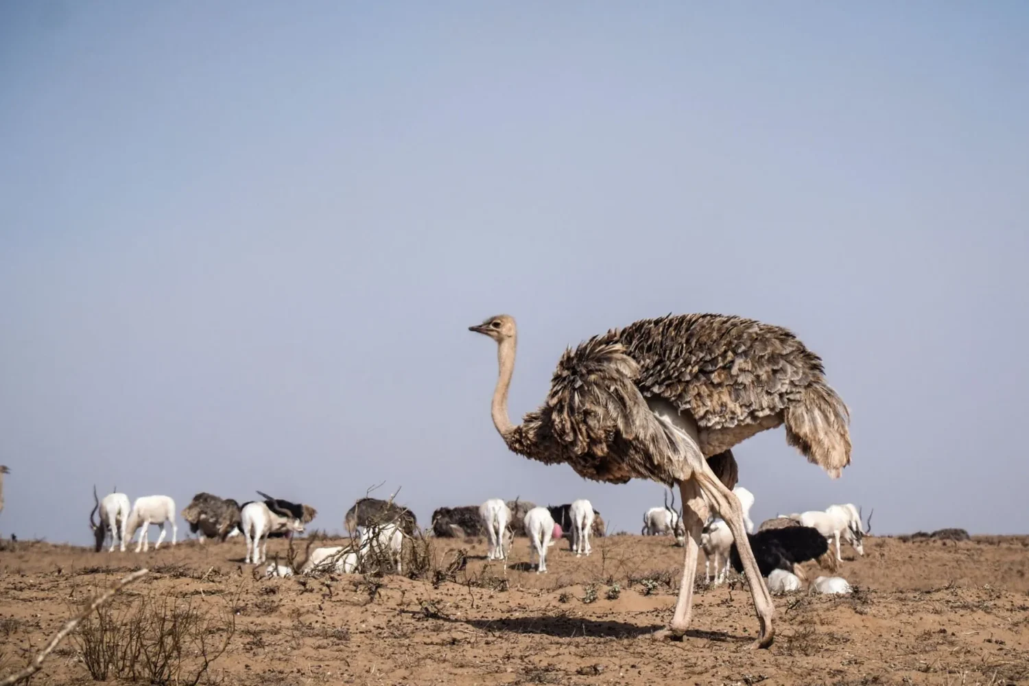 Souss Massa National Park Tour