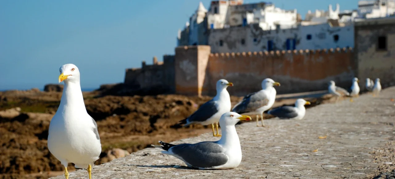 Agadir to Essaouira