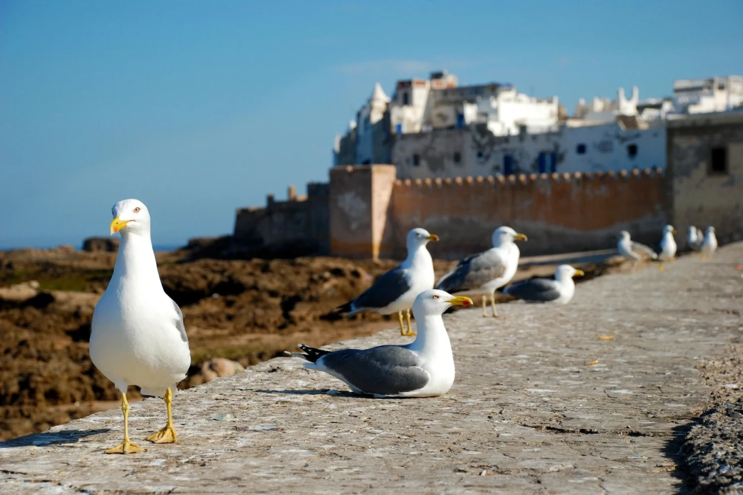 Agadir to Essaouira