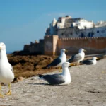 Agadir to Essaouira