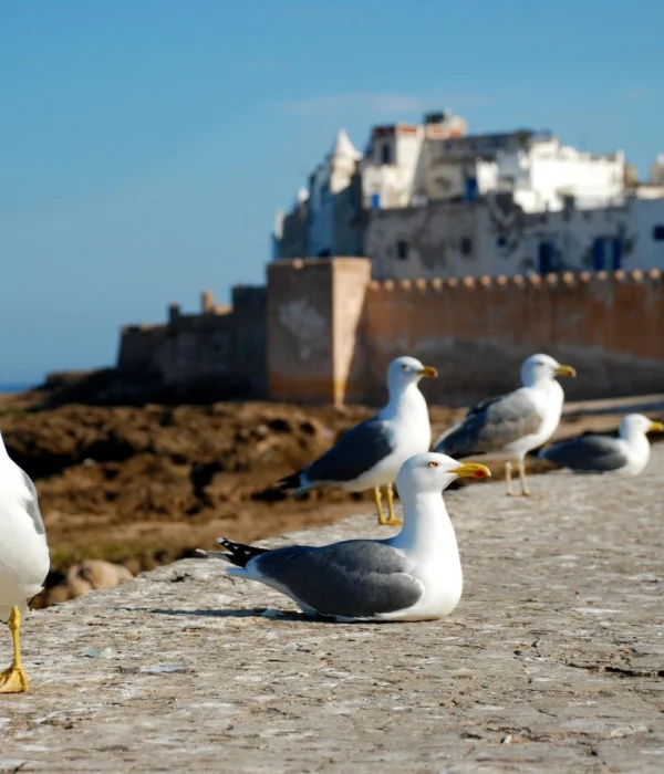 Agadir to Essaouira
