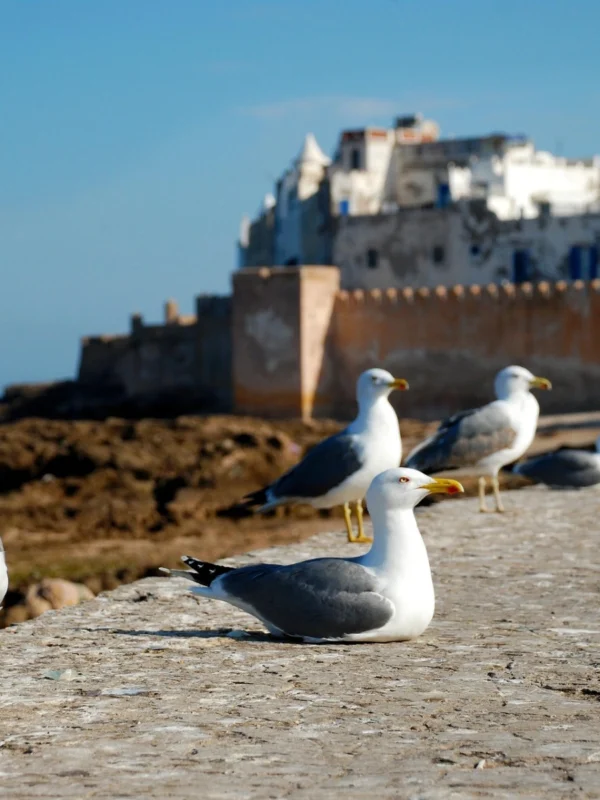 Agadir to Essaouira