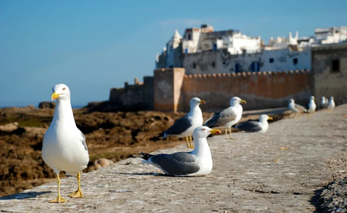 Agadir to Essaouira