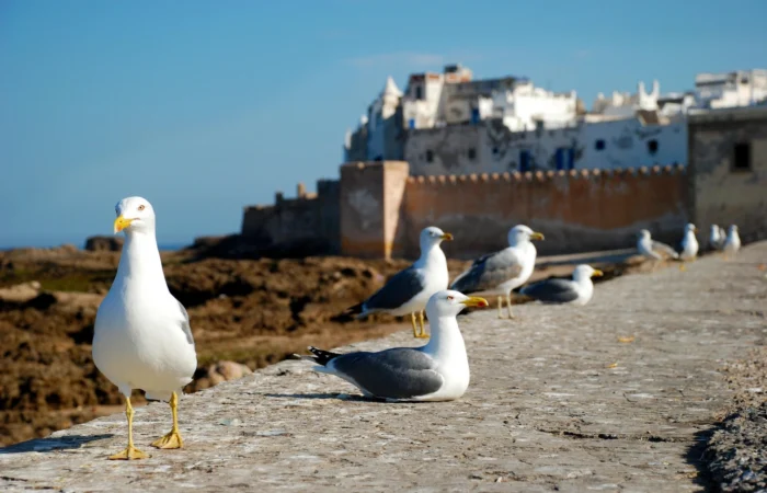 Agadir to Essaouira