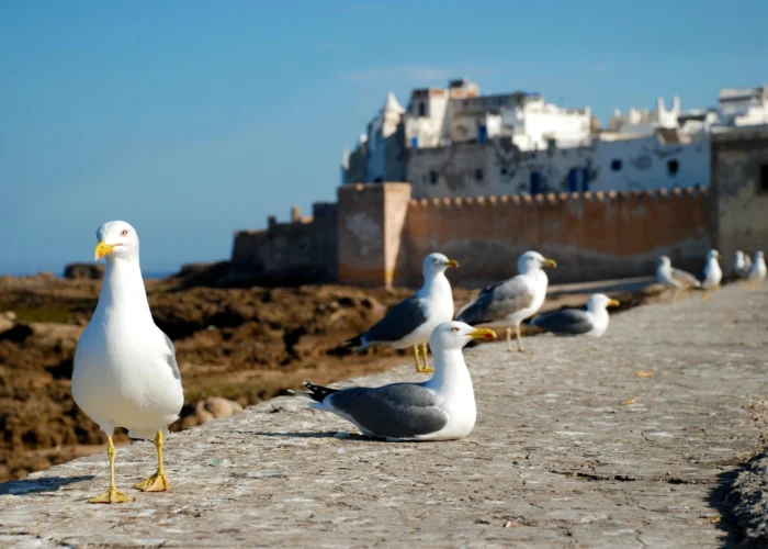 Agadir to Essaouira