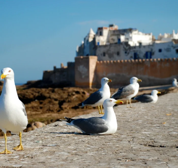 Agadir to Essaouira
