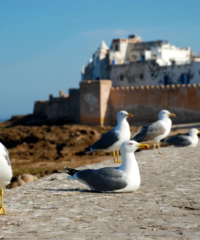 Agadir to Essaouira
