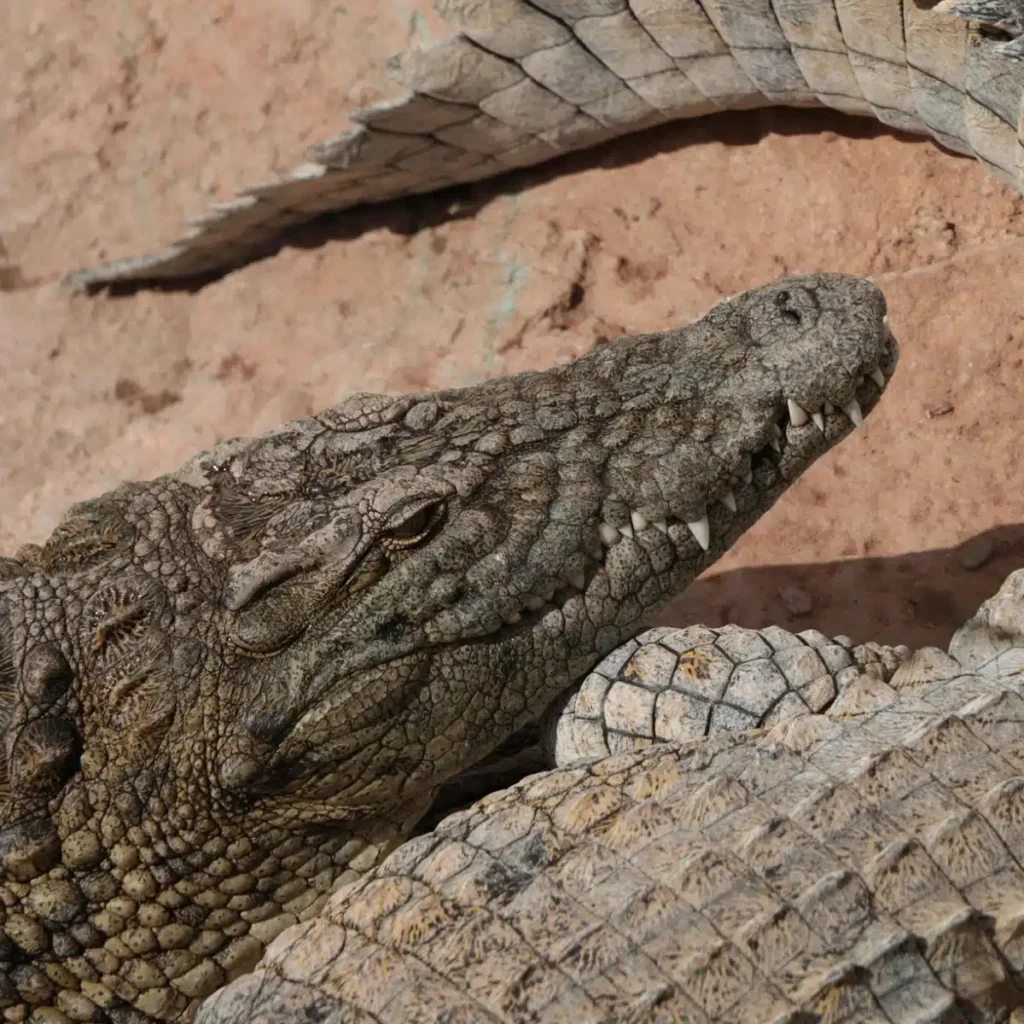 Agadir Crocodile Park Trip