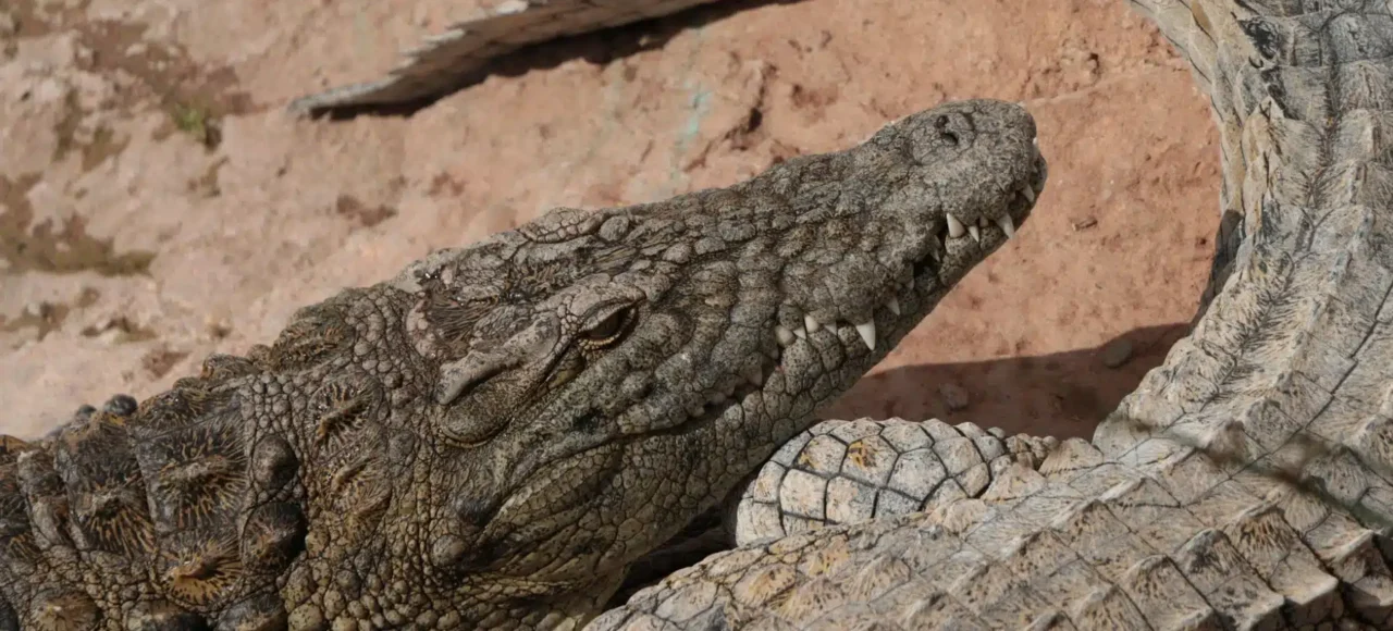 Agadir Crocodile Park Trip