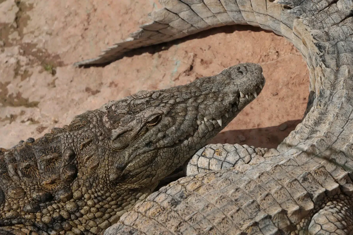 Agadir Crocodile Park Trip