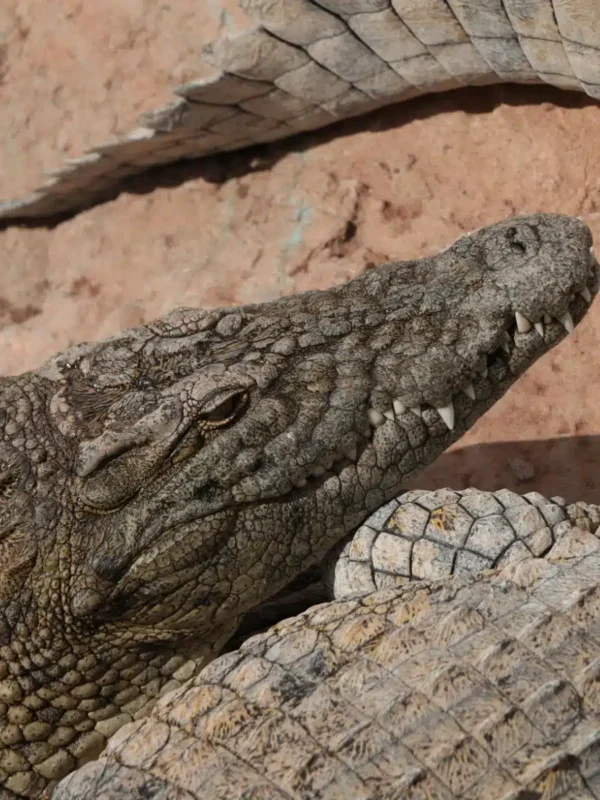 Agadir Crocodile Park Trip