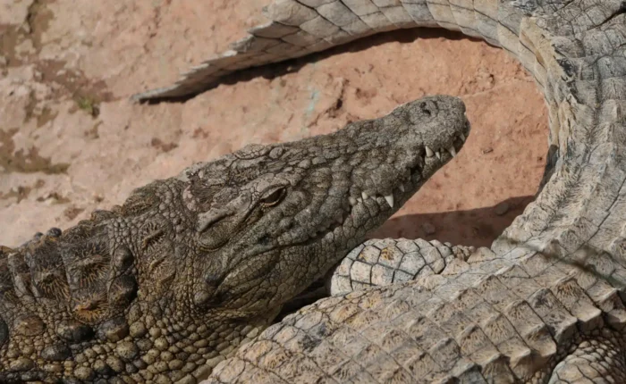 Agadir Crocodile Park Trip