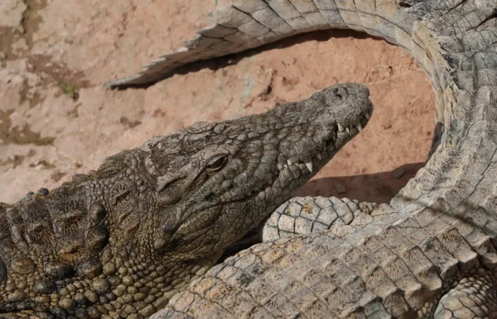 Agadir Crocodile Park Trip