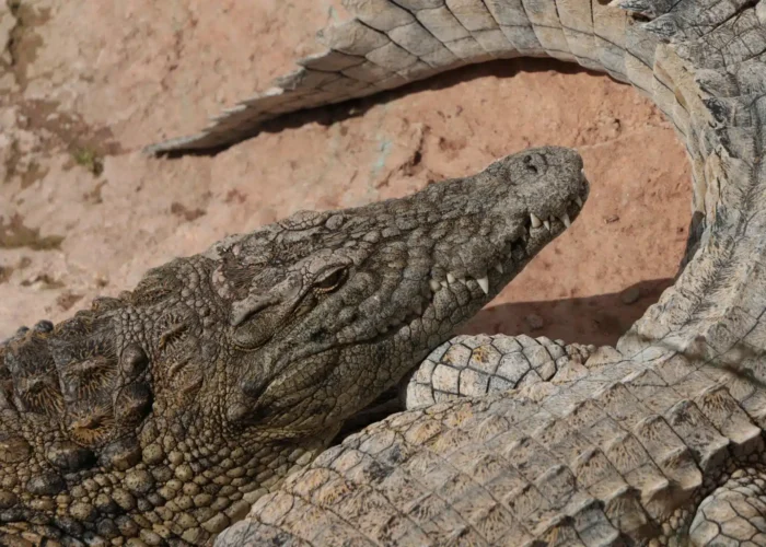 Agadir Crocodile Park Trip