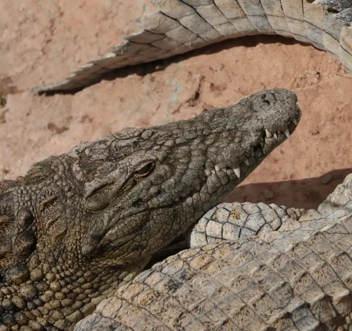 Agadir Crocodile Park Trip