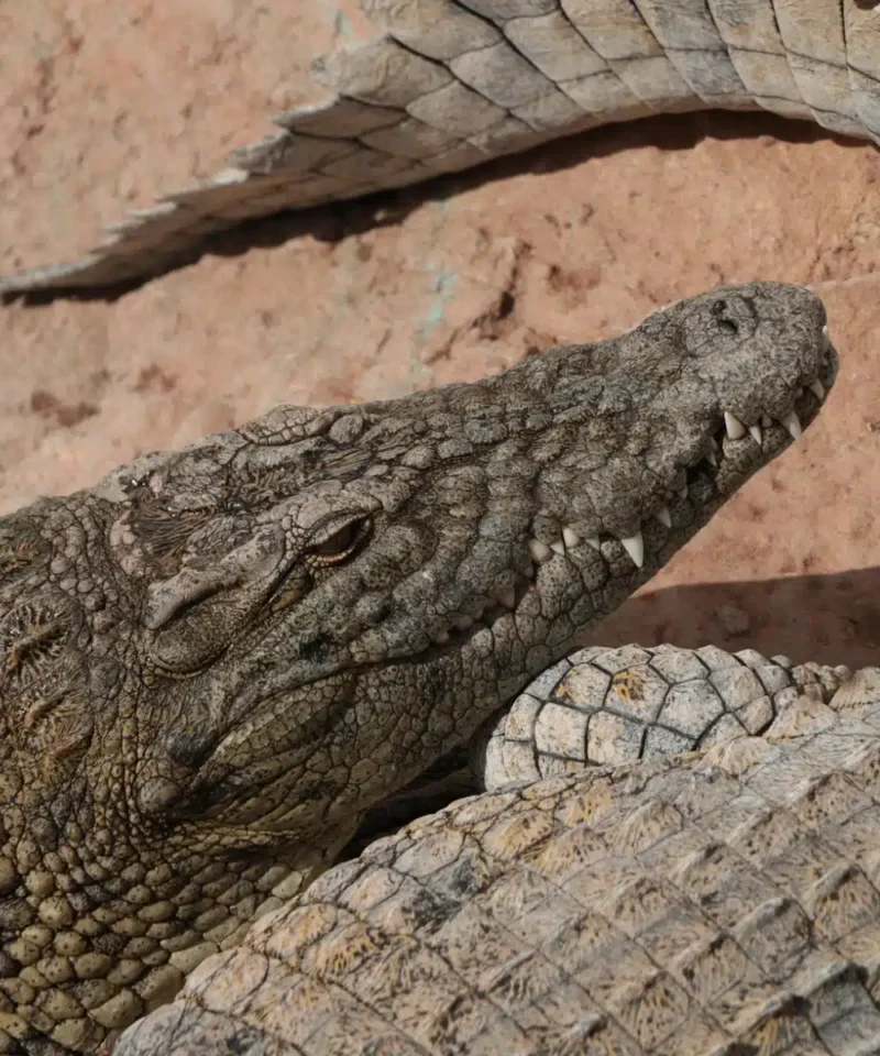 Agadir Crocodile Park Trip