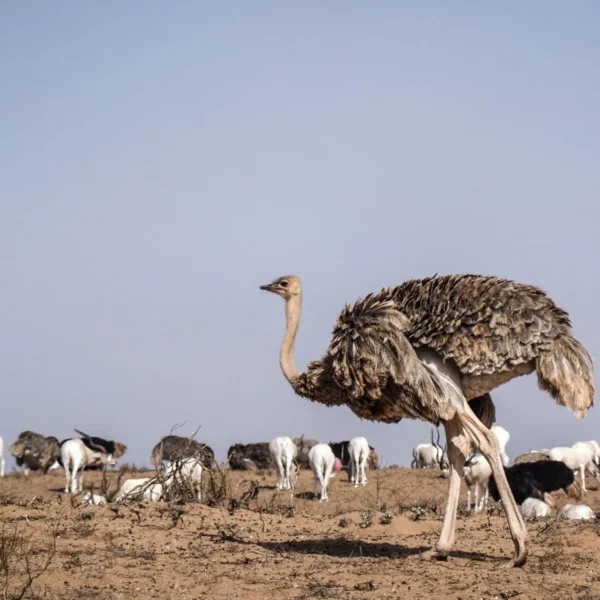 Souss Massa National Park Tour