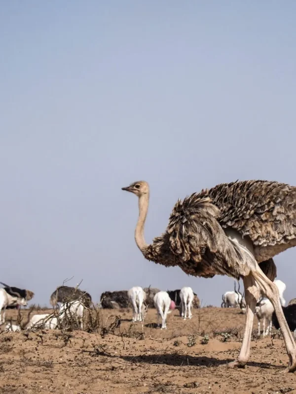 Souss Massa National Park Tour