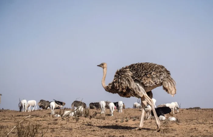 Souss Massa National Park Tour