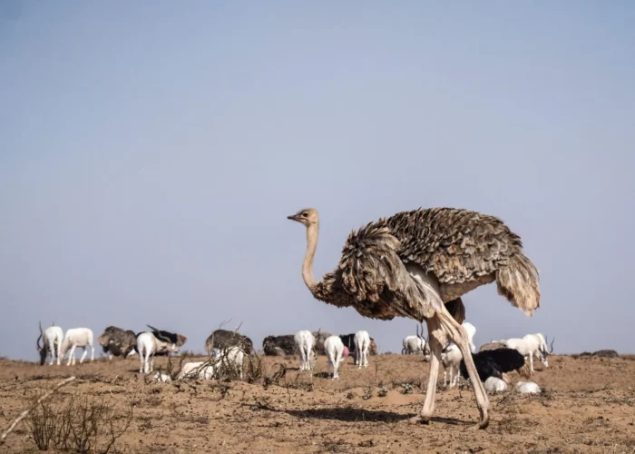 Souss Massa National Park Tour