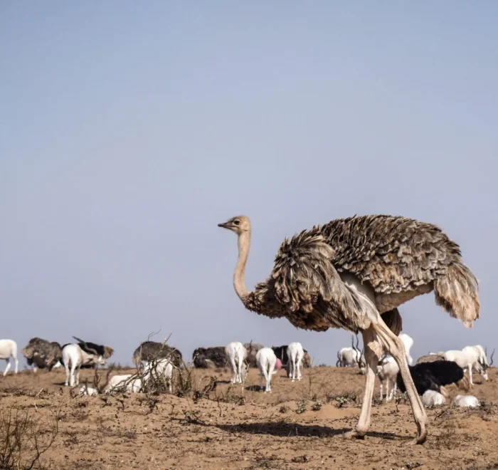 Souss Massa National Park Tour