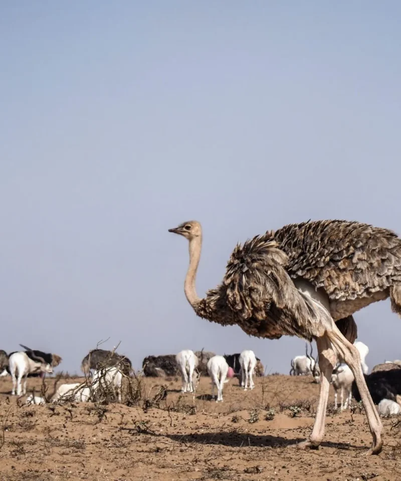 Souss Massa National Park Tour