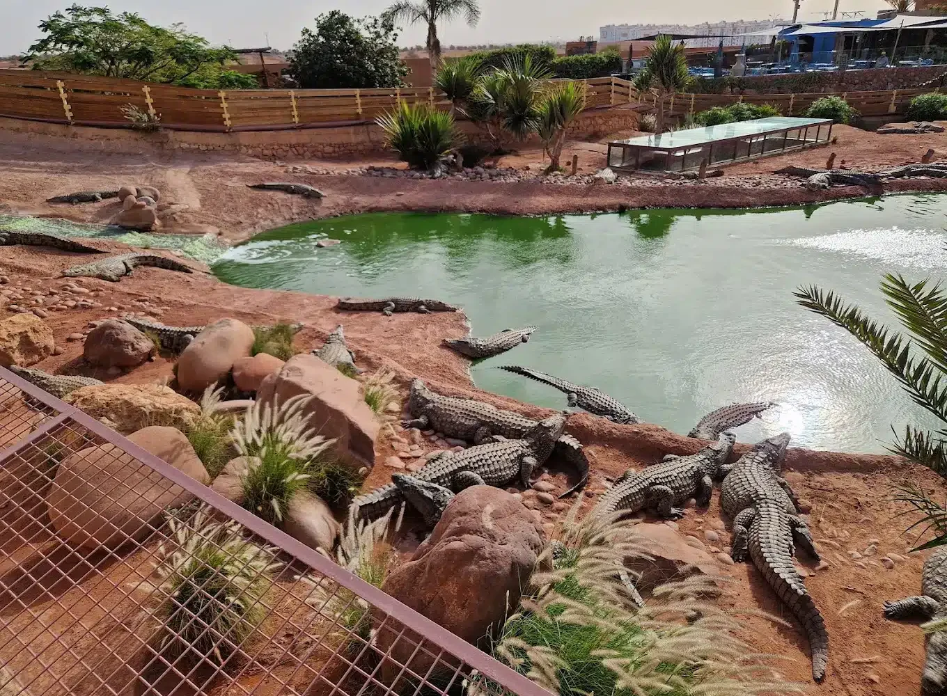 Agadir Crocodile Park Trip